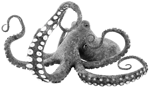 Octopus!