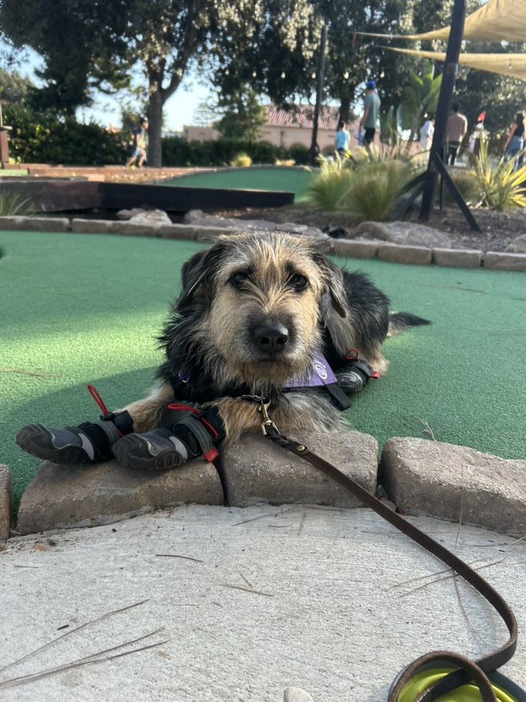 Tillie, a fuzzy dog in little booties, lying on the green at a mini-golf course.