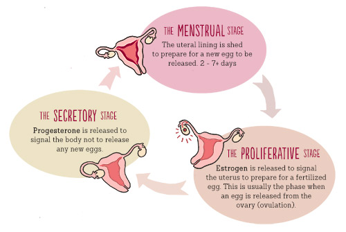 Cycle of phases: Menstrual (the uteral lining is shed to prepare for a new egg to be released), the proliferative phase (estrogen is released to signal the uterus to prepare for a fertilized egg. this is usually the phase when an egg is released from the ovary in ovulation), and the secretory phase (progesterone is released to signal the body not to release any new eggs).