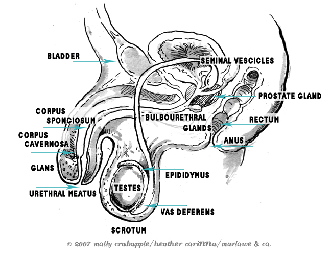 A diagram of the penis and related anatomical structures as discussed in this section.