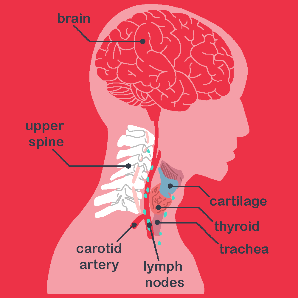 anatomical illustration of the anatomy of the neck and throat