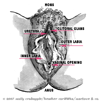 An illustration of the exterior of the vulva, labia, and vaginal opening.