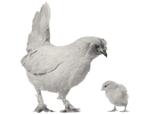 chicken and chick in monochrome
