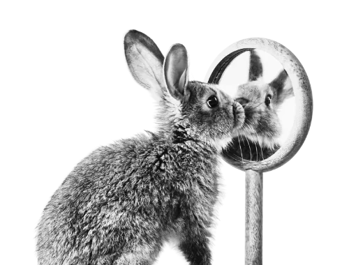 A bunny rabbit looks at themself in a mirror