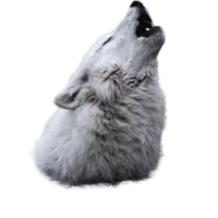 A howling wolf, from the neck up, in monochrome