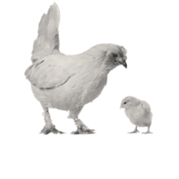 chicken and chick in monochrome