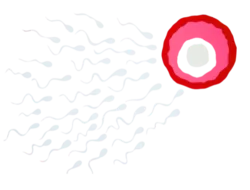 illustration of sperm cells moving towards an ovum