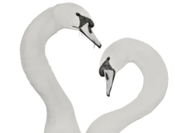 two swans face to face in a heart shape