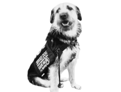a cute and scrappy service dog 
