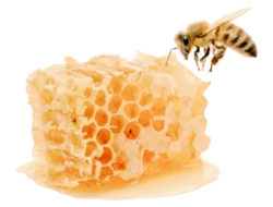 a drippy delicious looking slice of honeycomb with a bee nearby