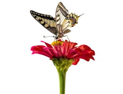 butterfly on a red flower