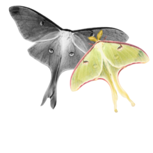 two moths looking amorous (to human eyes, anyway)