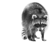 a beautiful scrappy raccoon