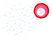 illustration of sperm cells moving towards an ovum