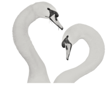 two swans face to face in a heart shape
