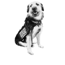 a cute and scrappy service dog 