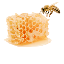 a drippy delicious looking slice of honeycomb with a bee nearby
