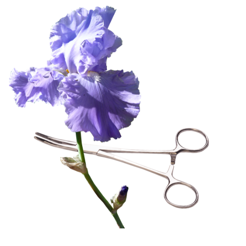 an iris and stem with surgical scissors